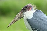 Marabou Stork